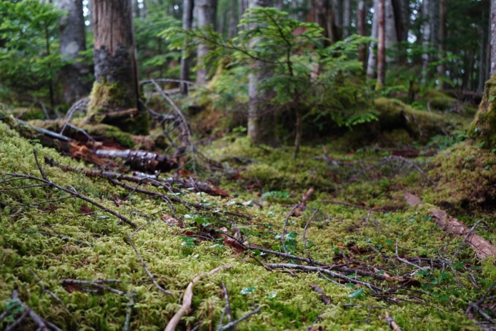 八ヶ岳に登りました