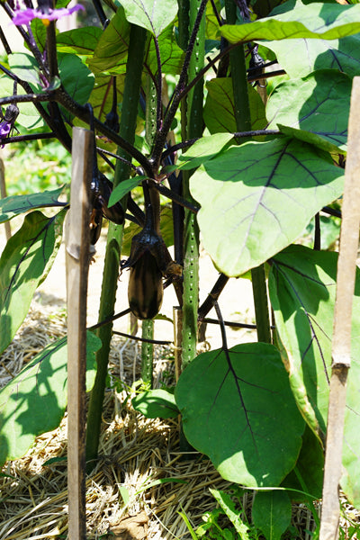 老眼じぃじのナス〜2度おいしい〜