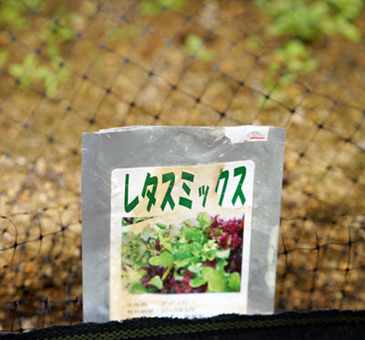 老眼じぃじのレタスミックス