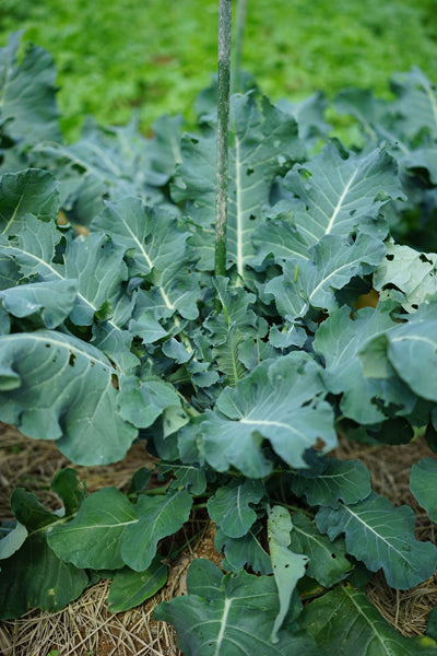 老眼じぃじのブロッコリー 〜優れた効能〜