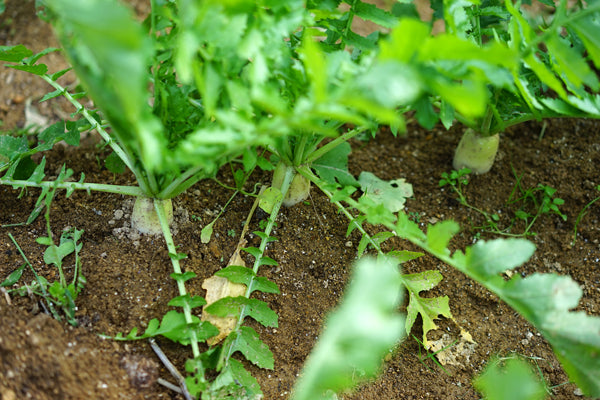 老眼じぃじのFarmer’s Diary 〜ダイコン編〜