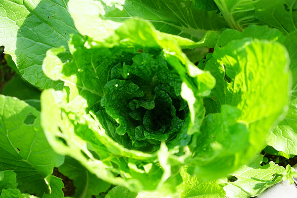 老眼じぃじのハクサイ 〜成長編〜