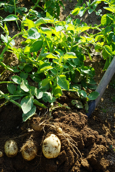 老眼じぃじのFarmer’s Diary 〜秋じゃが編〜
