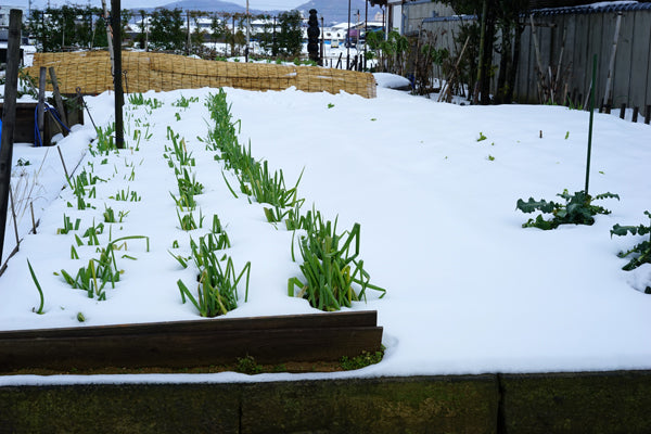 老眼じぃじのFarmer’s Diary 〜冬の福井 ダイコン編2〜