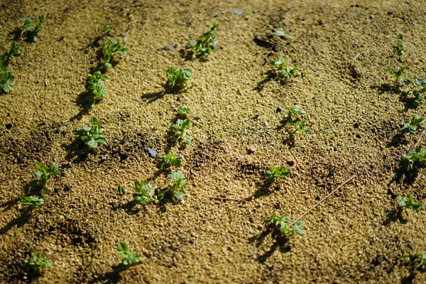 老眼じぃじのFarmer’s Diary 〜ソラマメ編〜