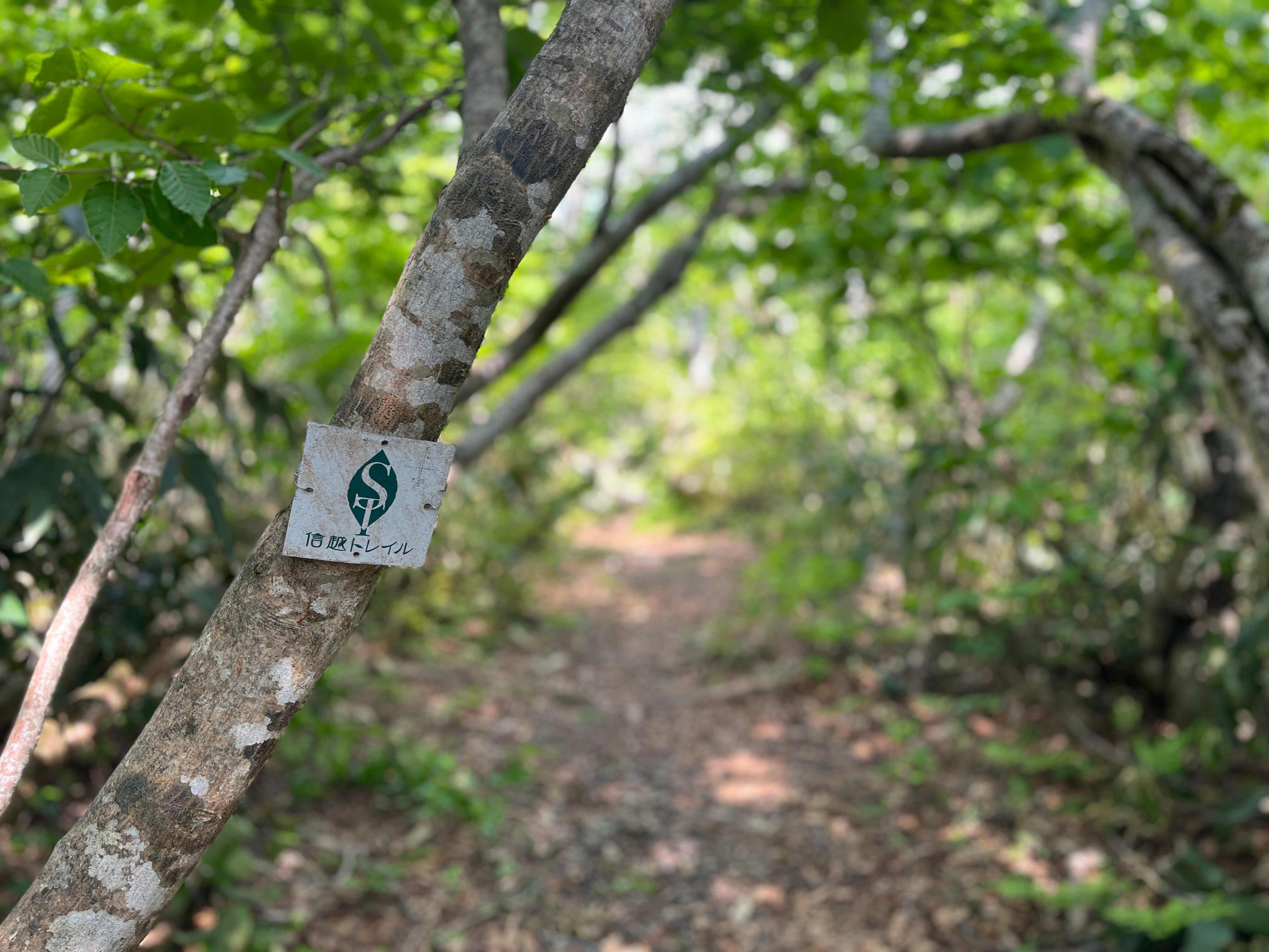 信越トレイル メンテナンスに参加