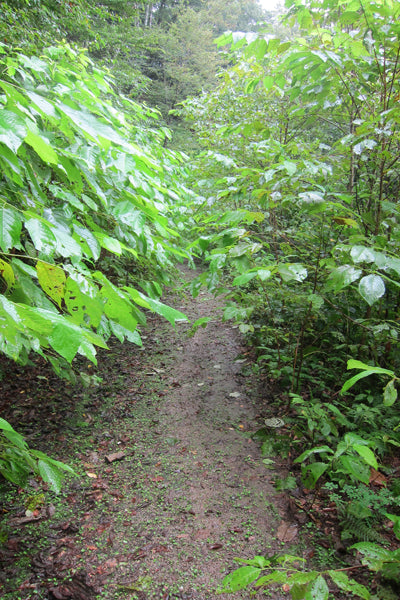 WILDBOAR 30K-URBAN GALAXY POLARIZED-