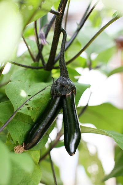 老眼じぃじの秋ナス 〜続編〜