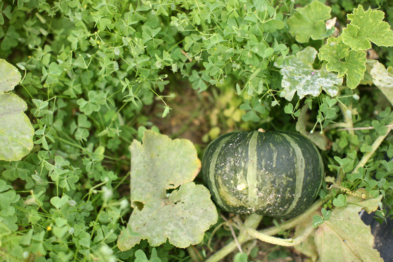 老眼じぃじのかぼちゃ 〜もうすぐハロウィン^^〜